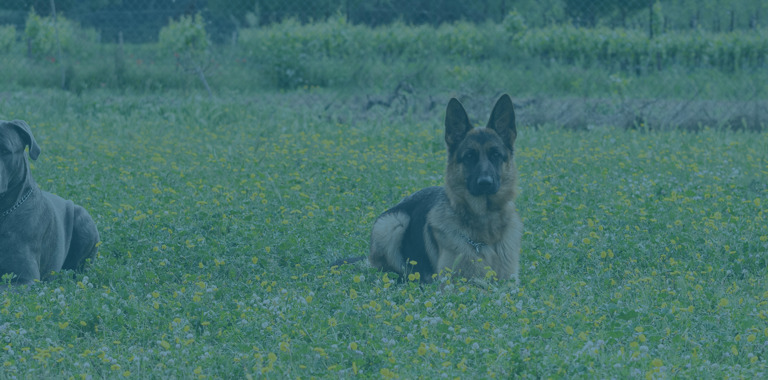 Breeds&Info Feature
