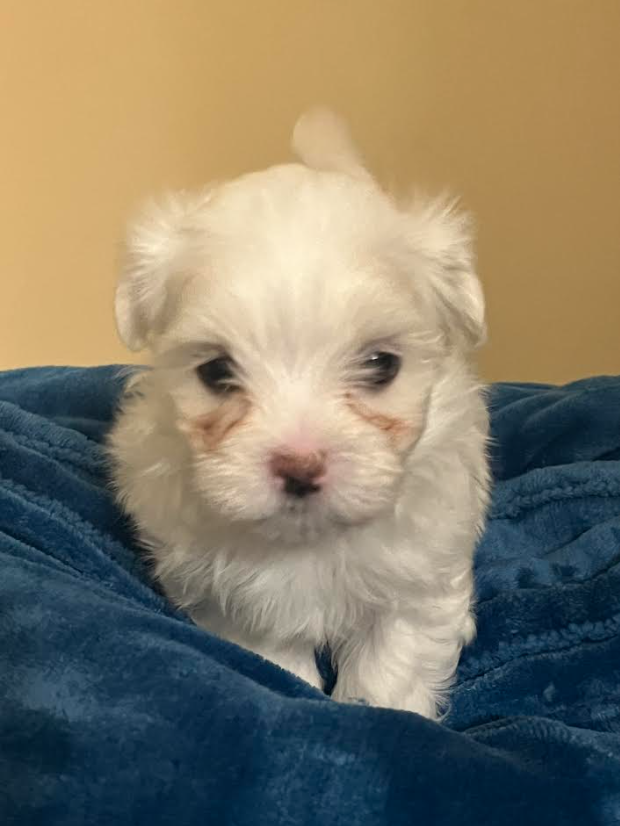 Maltese 42207075