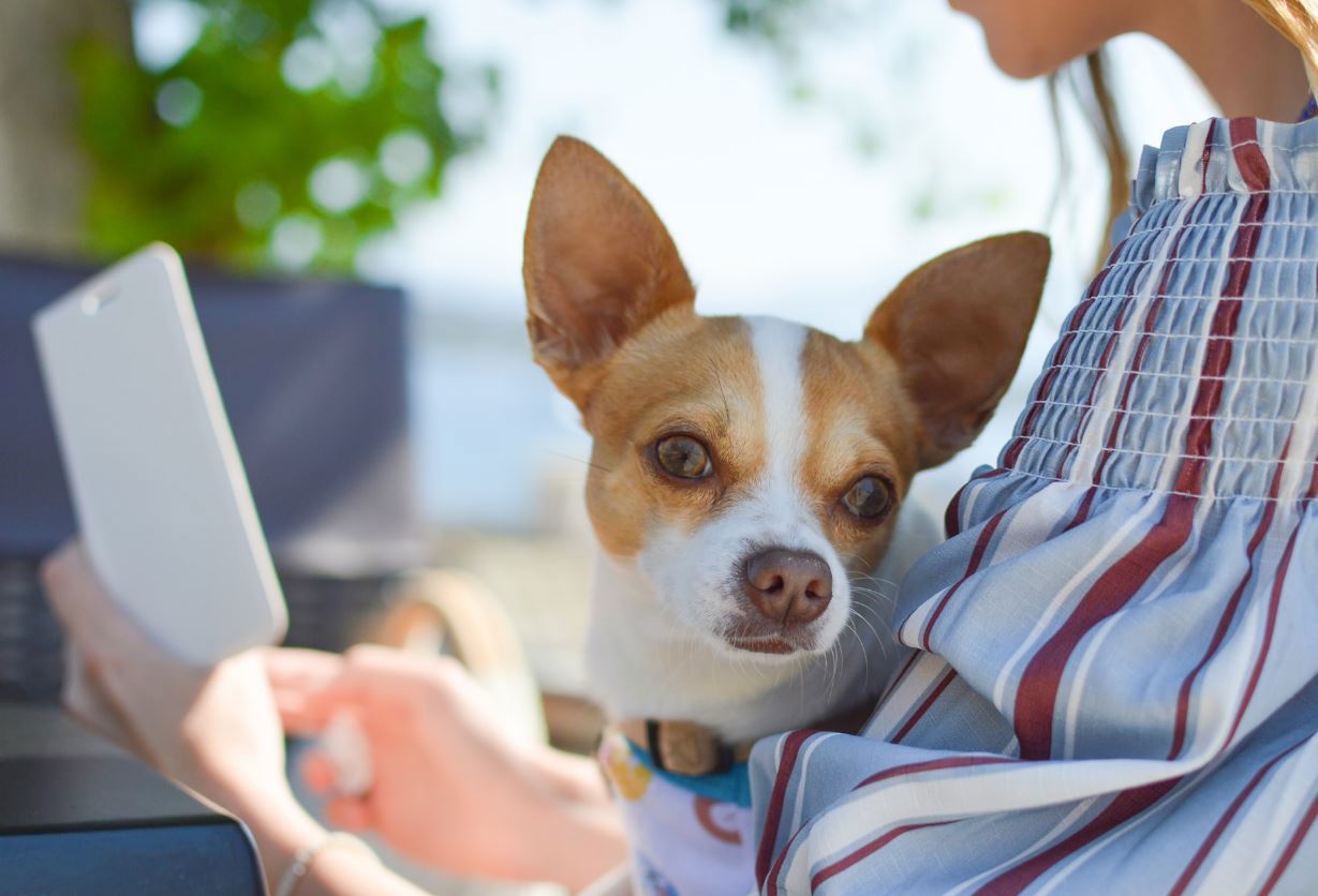 Starting Your Pet Business