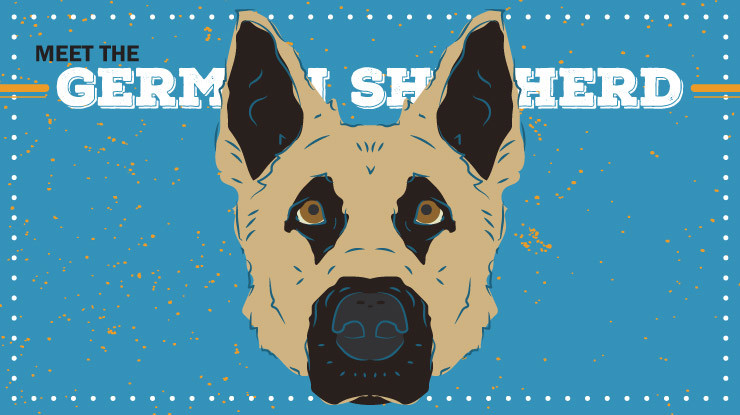 breed-profile_german-shepherd-preview.jpg