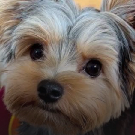 puppy 9.jpeg (18)