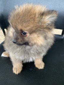 Pomeranian 2264903