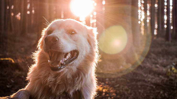 tips-for-a-happy-and-healthy-dog.jpg