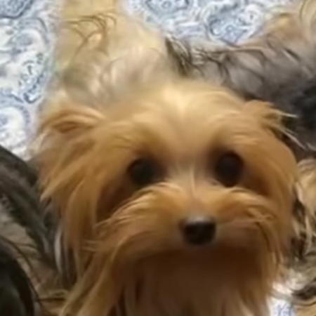 puppy 8.jpeg (18)