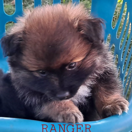 Ranger 3.jpg