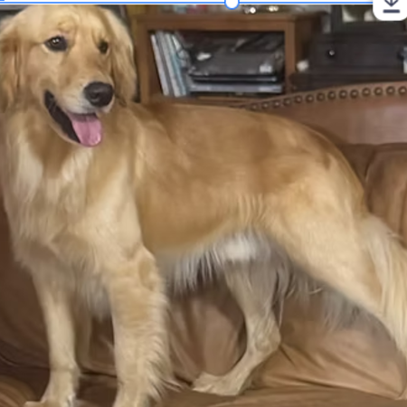 Buddy.png