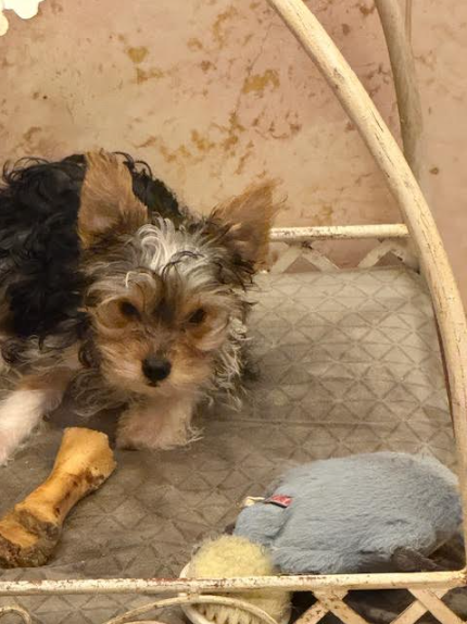 Yorkshire Terrier 2574281