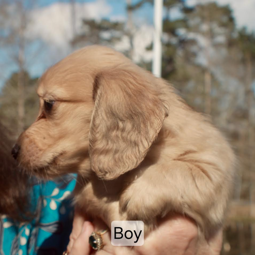 Dachshund 2549203