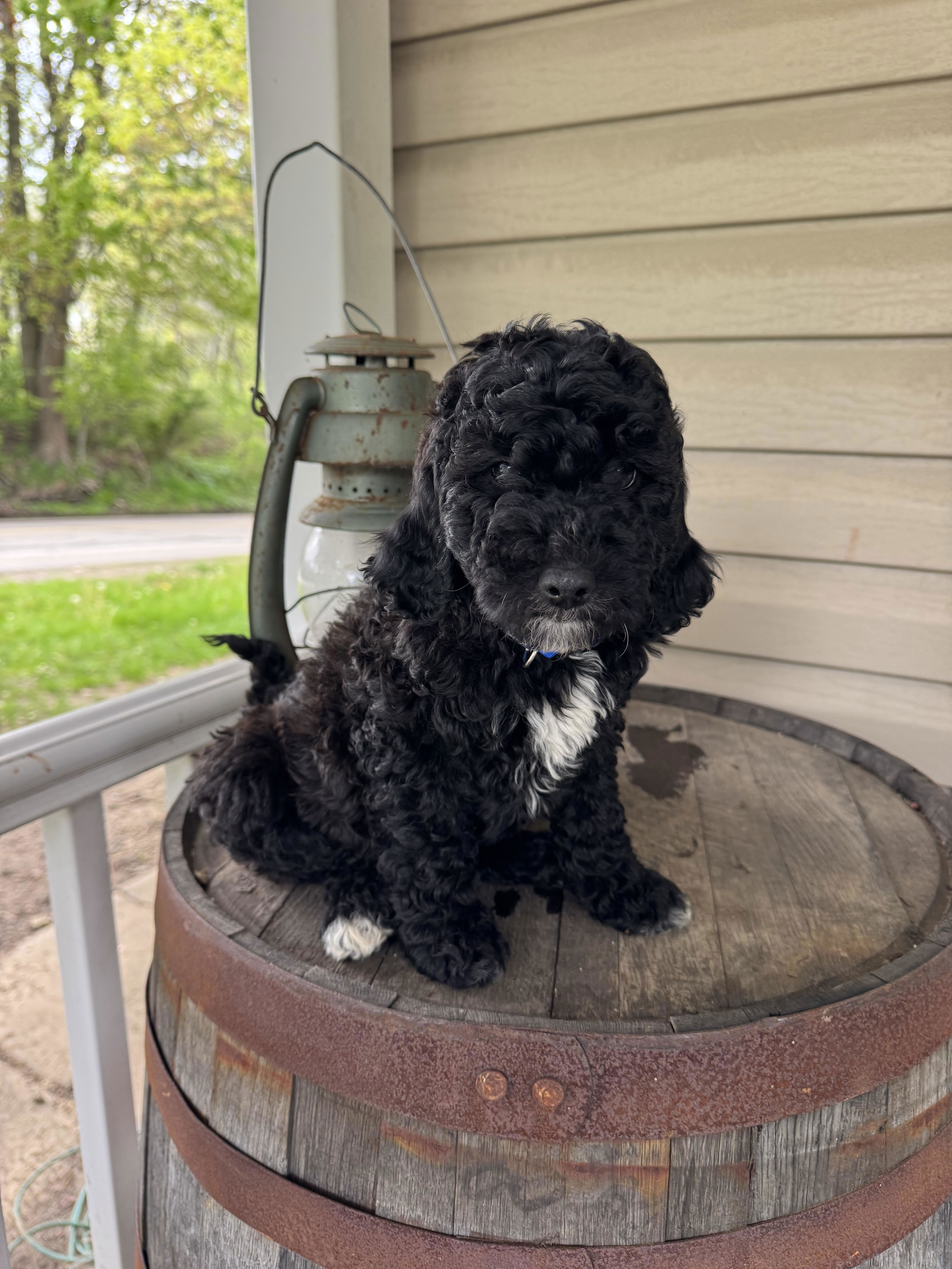 Goldendoodle 41600450