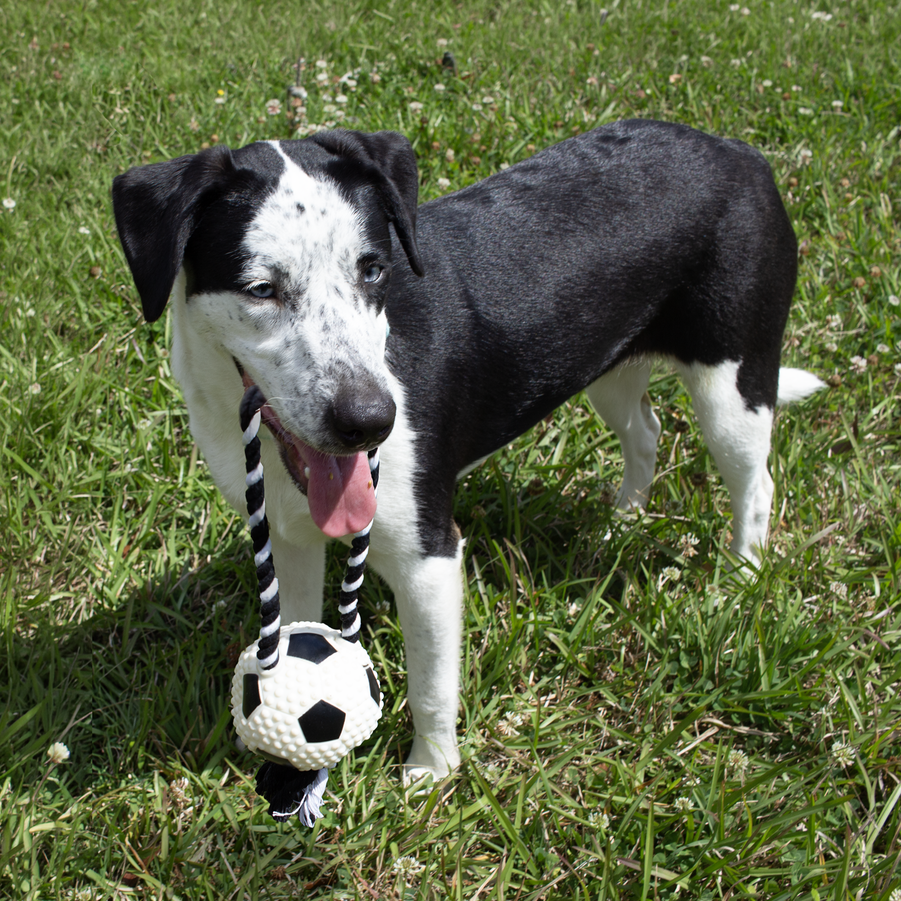 chew toy