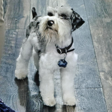 Miniature Schnauzer Nova