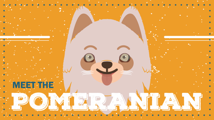 continental-kennel-club_breed-profile_pomeranian-preview.jpg