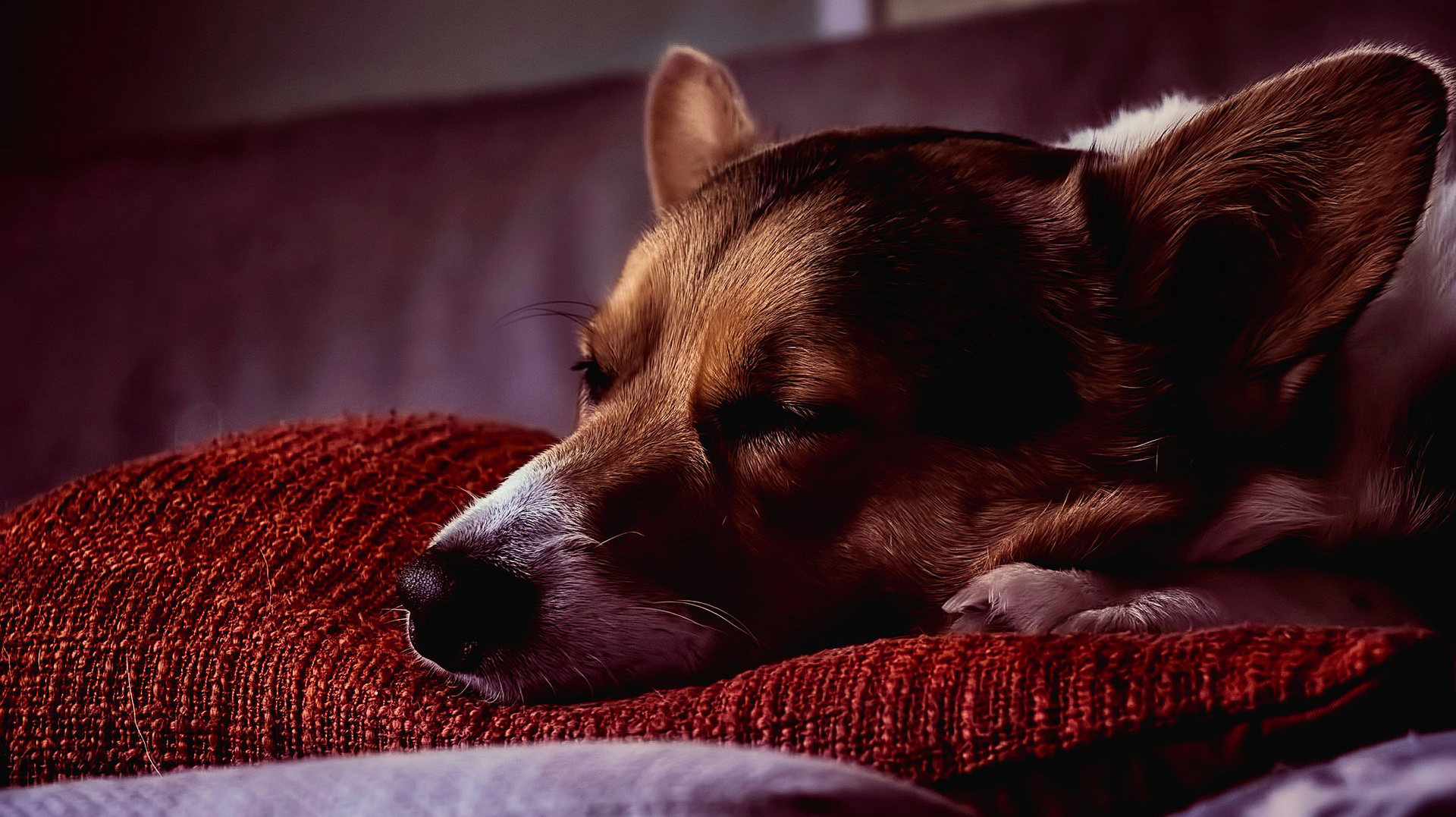 get-your-dog-to-sleep.jpg