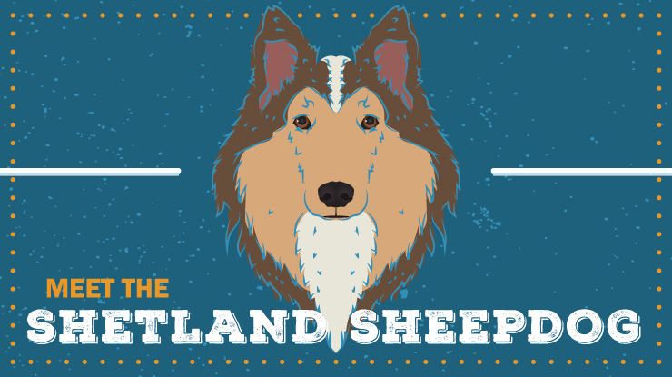 breed-profile_shetland-sheepdog-preview.jpg
