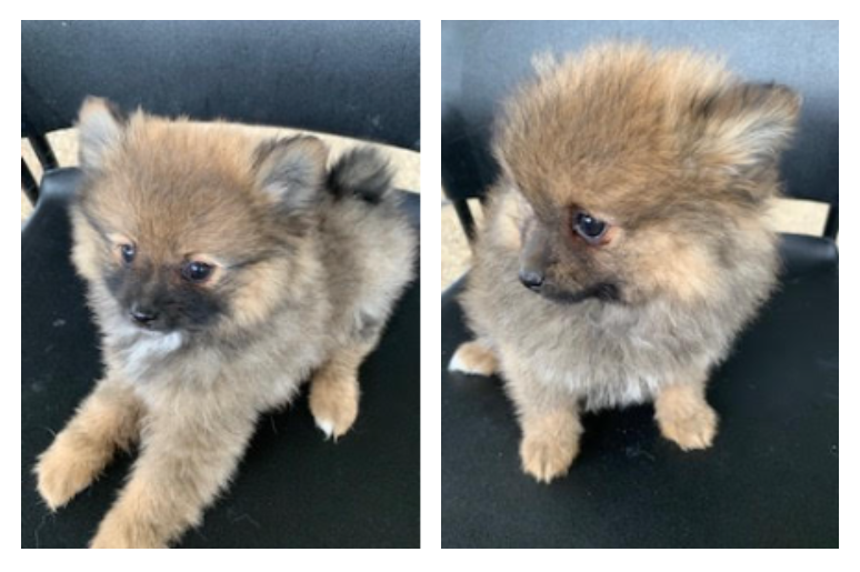 Pomeranian 3264903