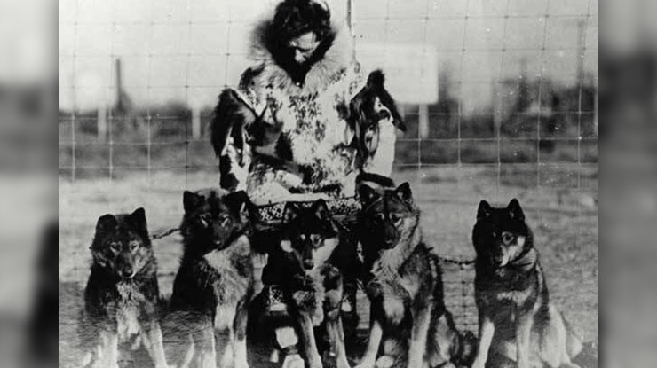 the-seppala-siberian-sleddog-1.jpg