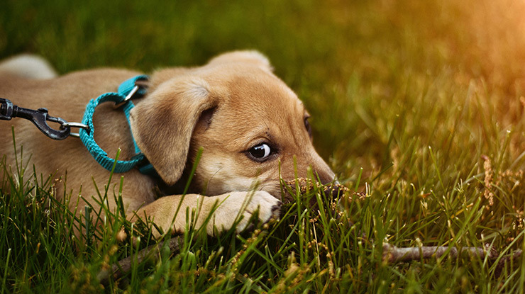 why-do-dogs-eat-poop.jpg