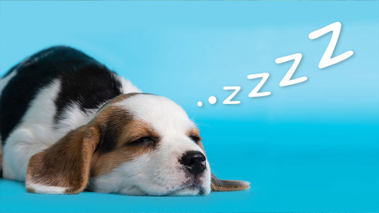 Pup Sleeping Disorders