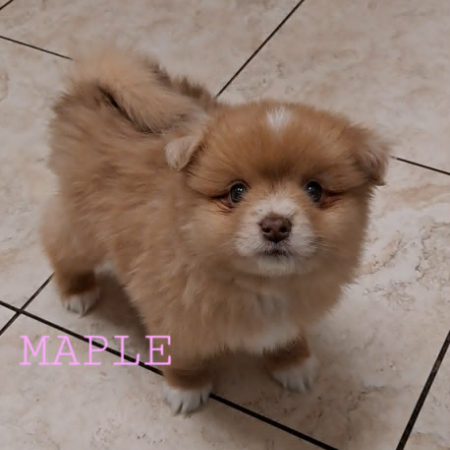 Maple 3.jpg