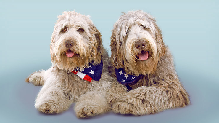 canine-crash-course-f1-f2-f3-and-multi-generational-designations-3.jpg
