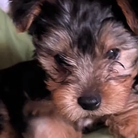 puppy 4.jpeg (9)