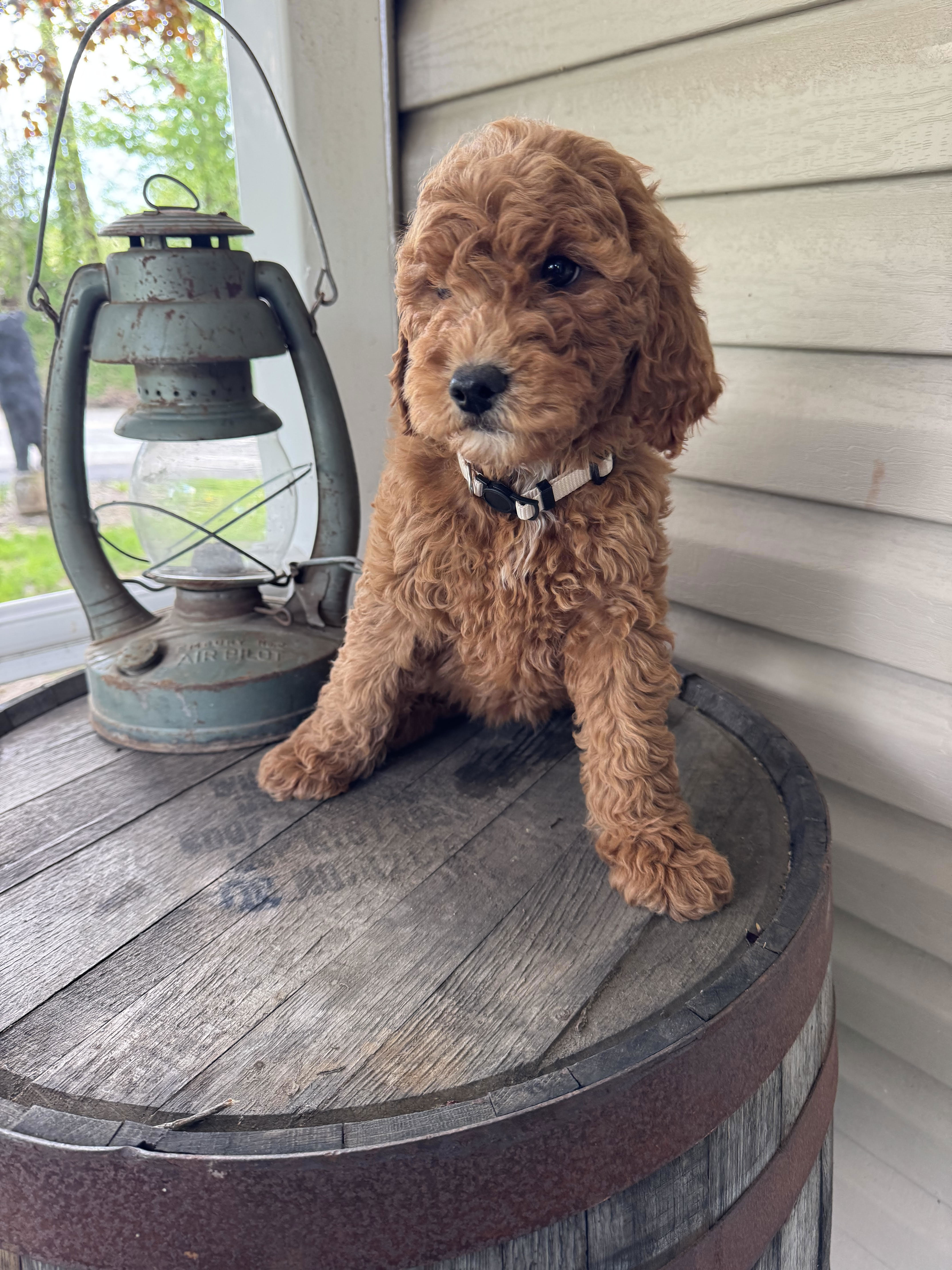 Goldendoodle 11600450