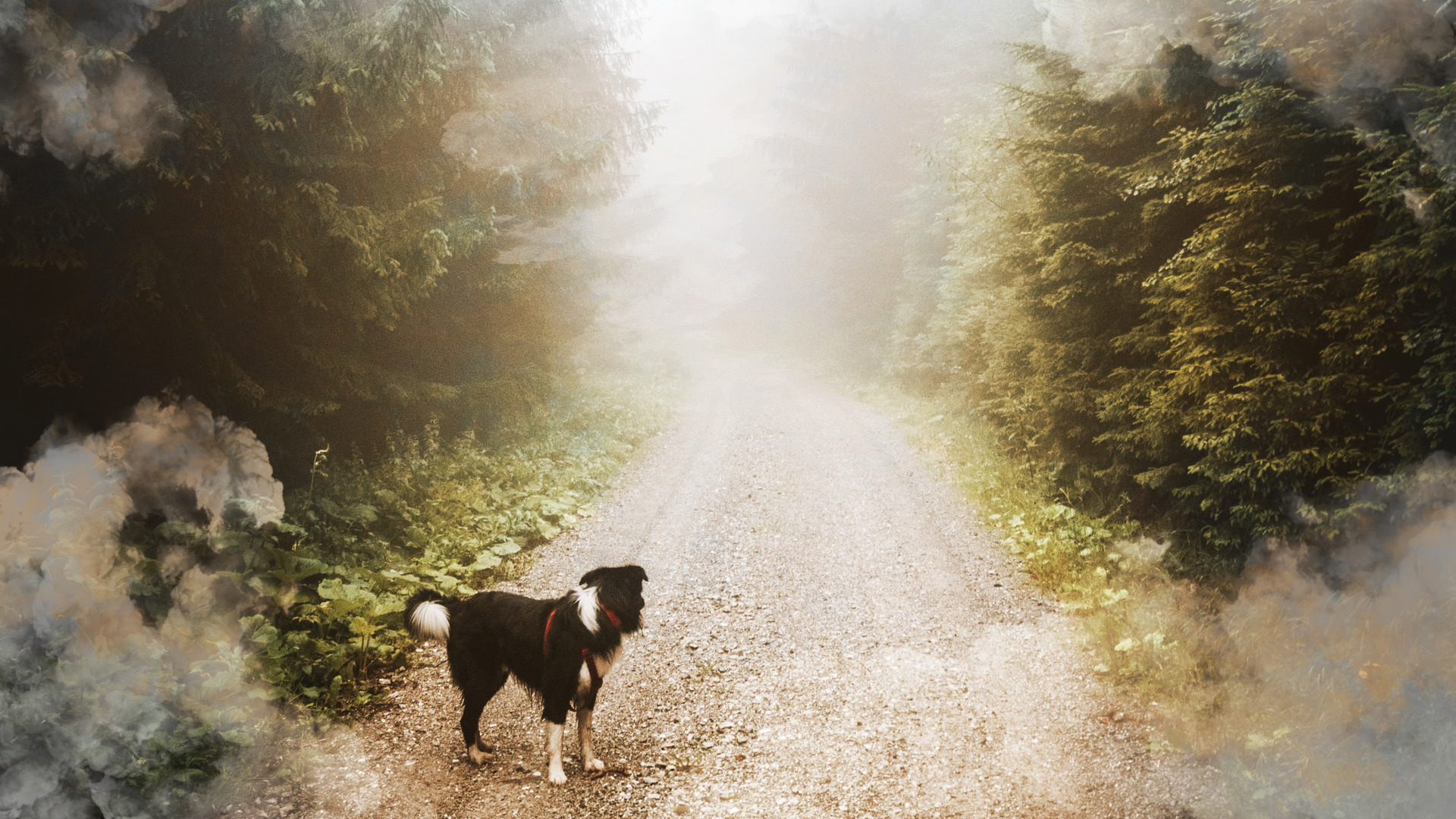 how-dog-owners-can-be-prepared-during-wildfires.jpg