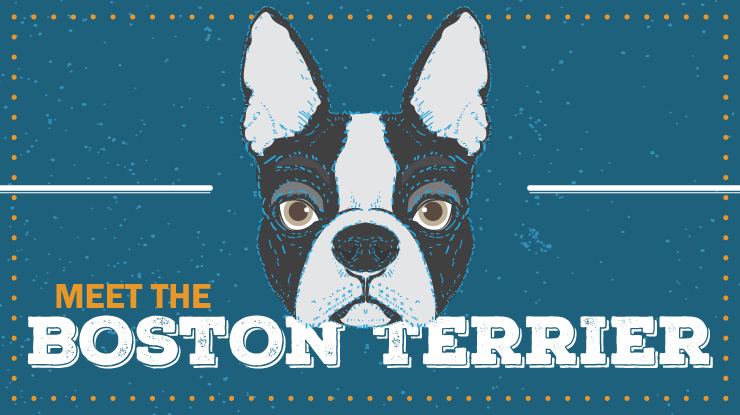 breed-profile_boston-terrier-preview.jpg