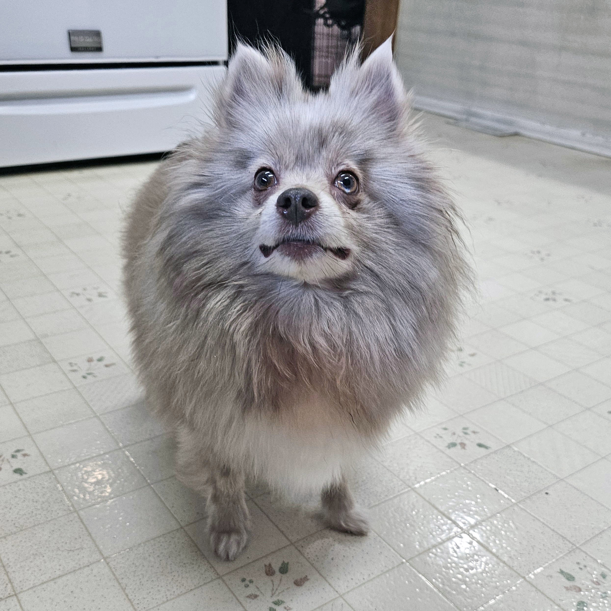 Pomeranian Wishuponastar