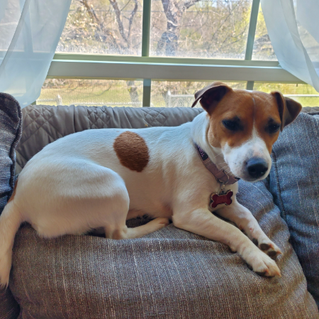lucy on couch.jpg