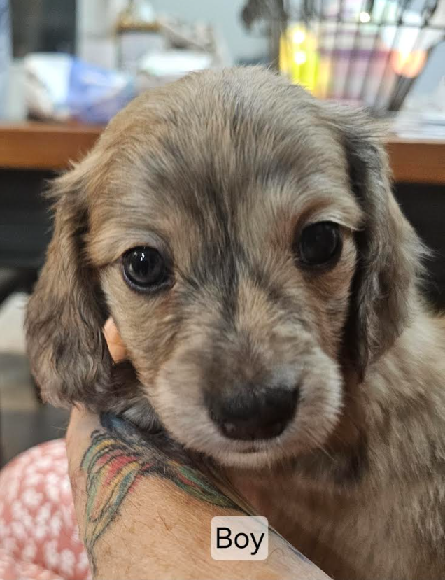 Dachshund 3549203