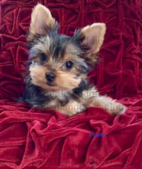 Yorkshire Terrier 51988319