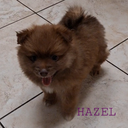 Hazel 3.jpg