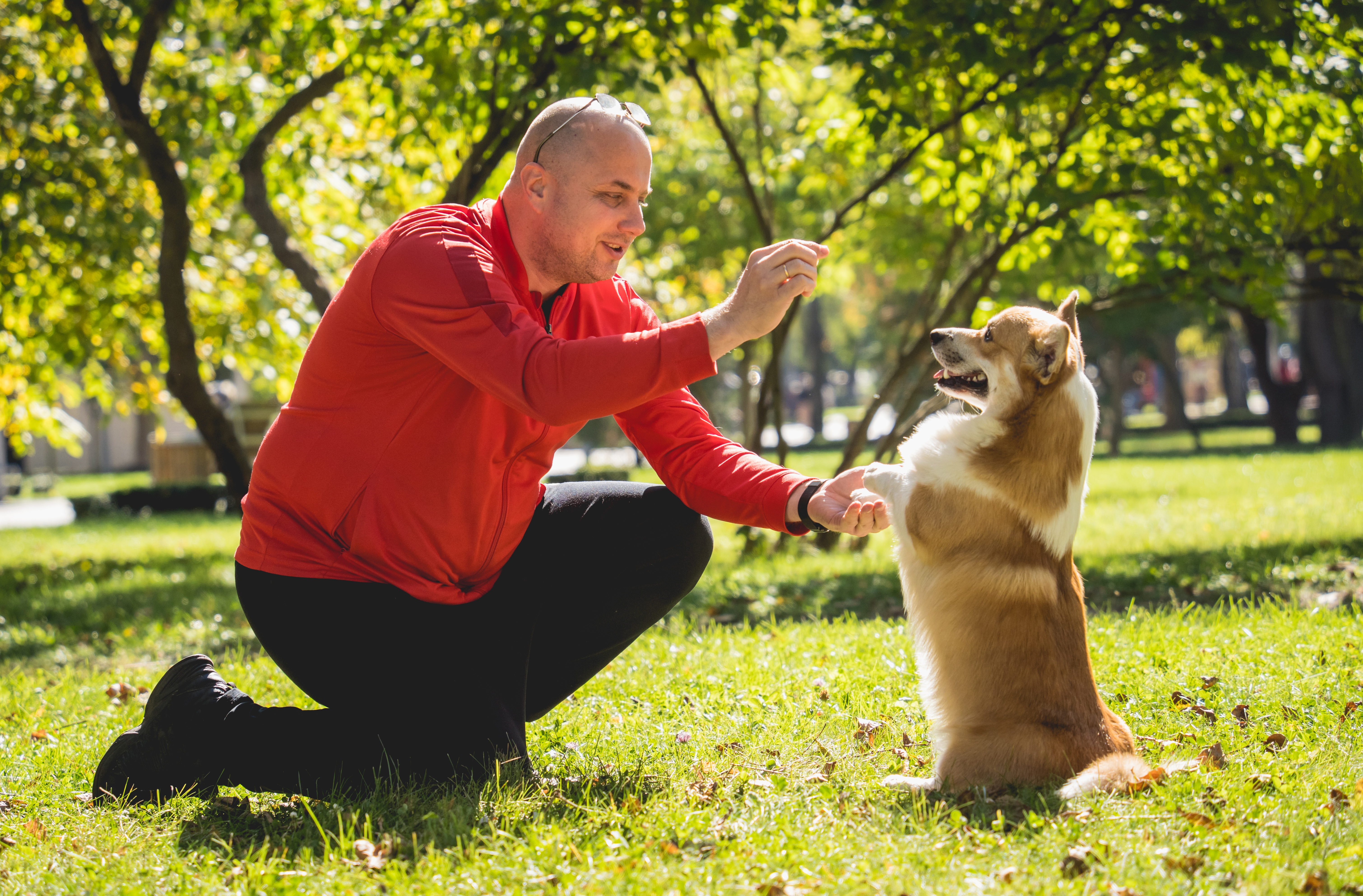 Owner Plays Welsh Corgi Dog Park