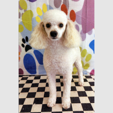 Miniature Poodle Cree