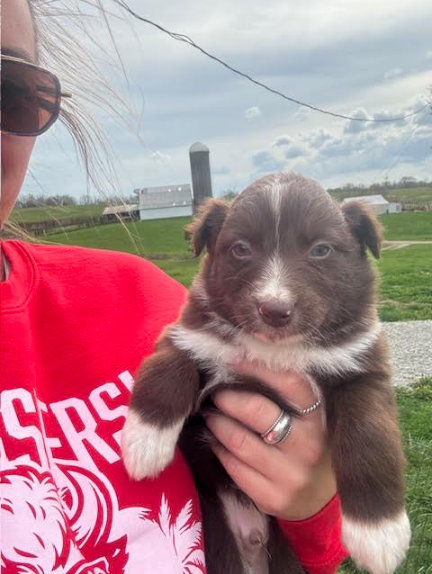 Australian Shepherd 31651067