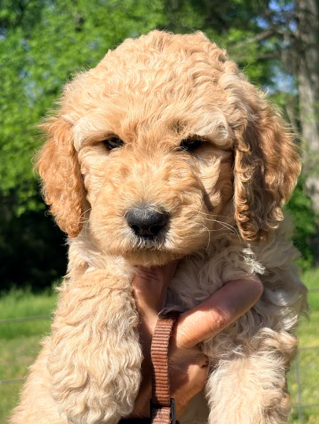 Goldendoodle 21830257