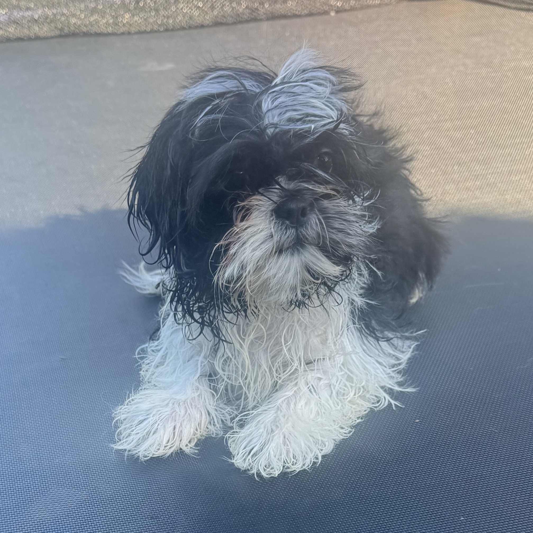 Shih Tzu 3 3002505