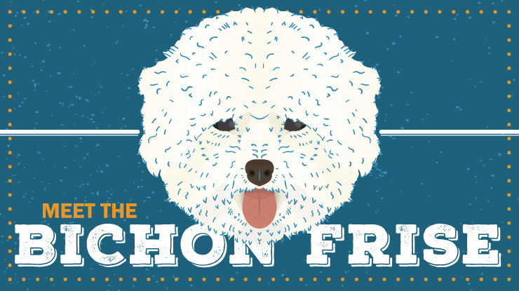 breed-profile_bichon-frise_preview.jpg