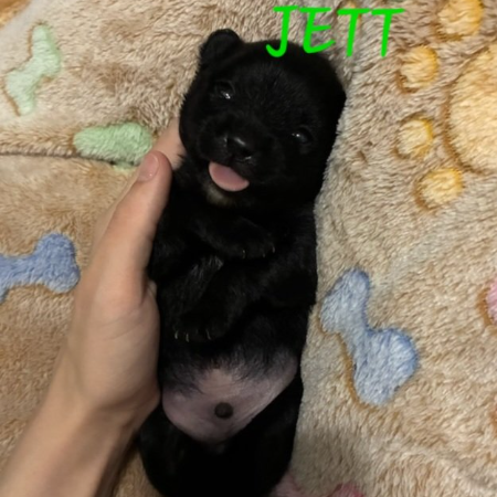 Jett 3.jpg