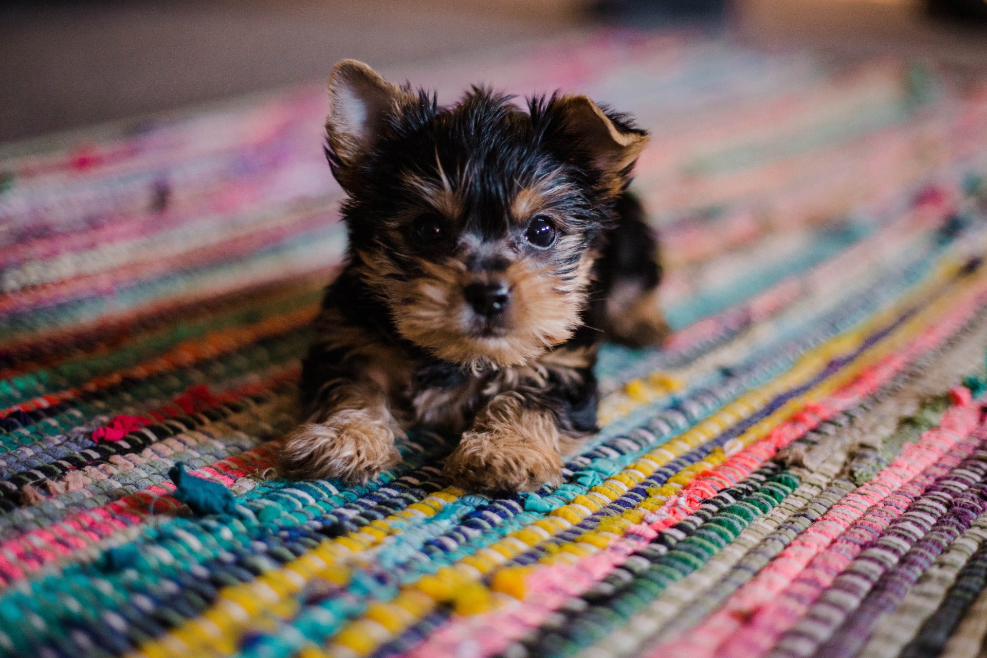 ckc-usa-puppy-blog-2021.jpg