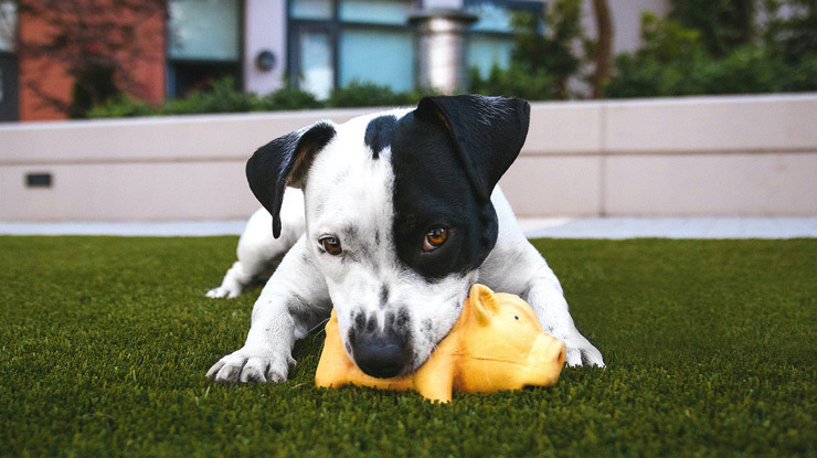reducing-your-dog-waste-continental-kennel-club.jpg