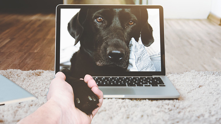 7-simple-ways-to-make-leaving-your-dog-at-home-less-painful.jpg